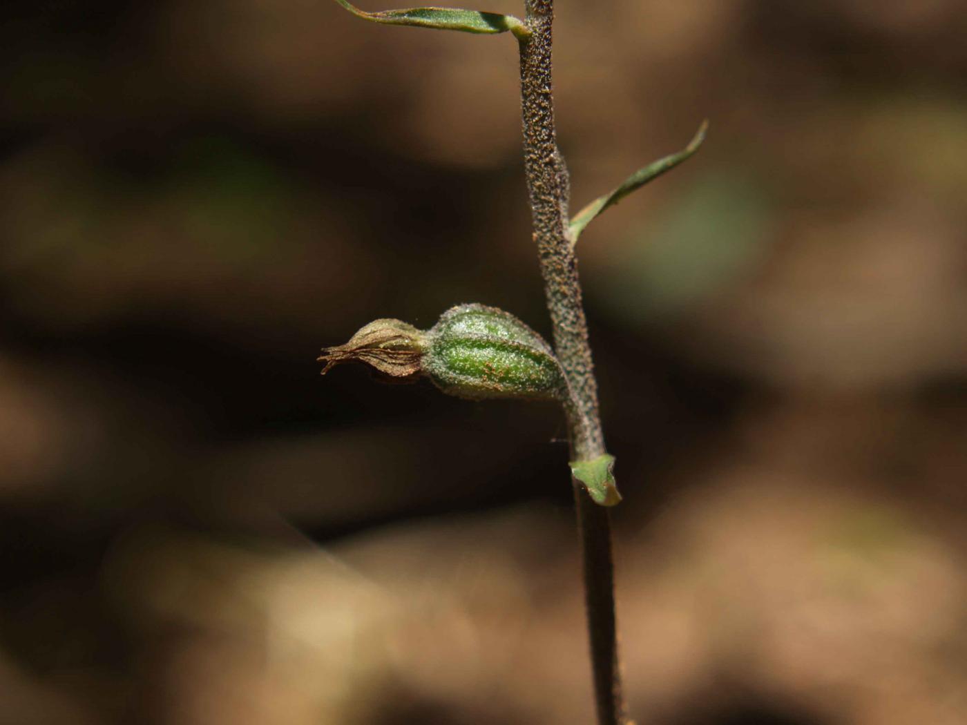 Helleborine, Tiny-leafed fruit